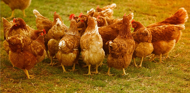 Kesler´s Wiesenei Hühner leben in einem Hühnermobil.